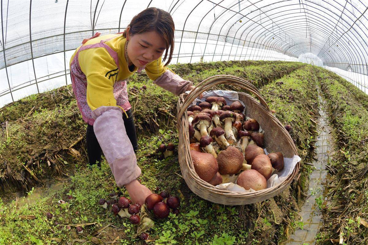 菲律宾盈城集团